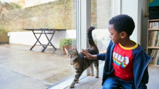 Boy (4-5) stroking a cat
